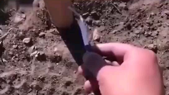 愿天堂没有爆竹,狗子一路好走。